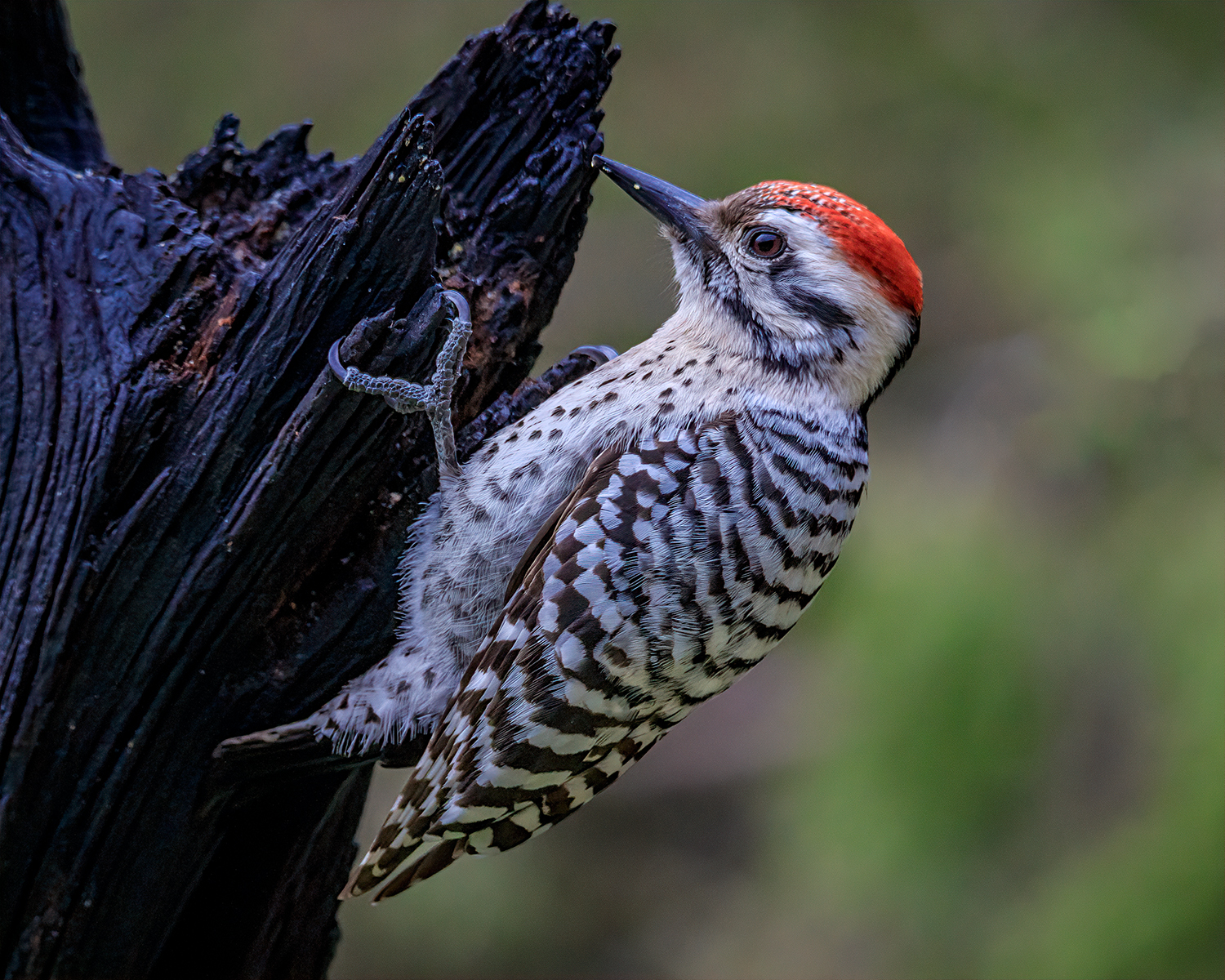 Woodpecker