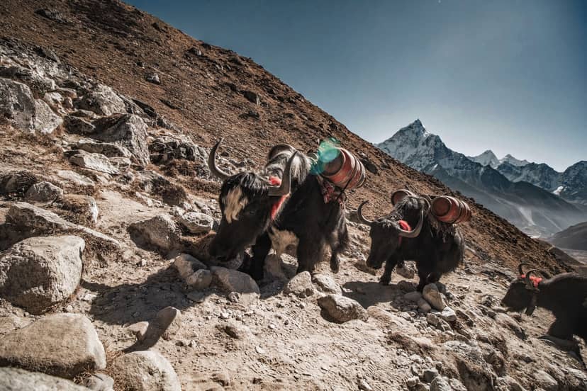 Three pack yaks carry barrels along a rocky mountain trail beneath snow-covered peaks.