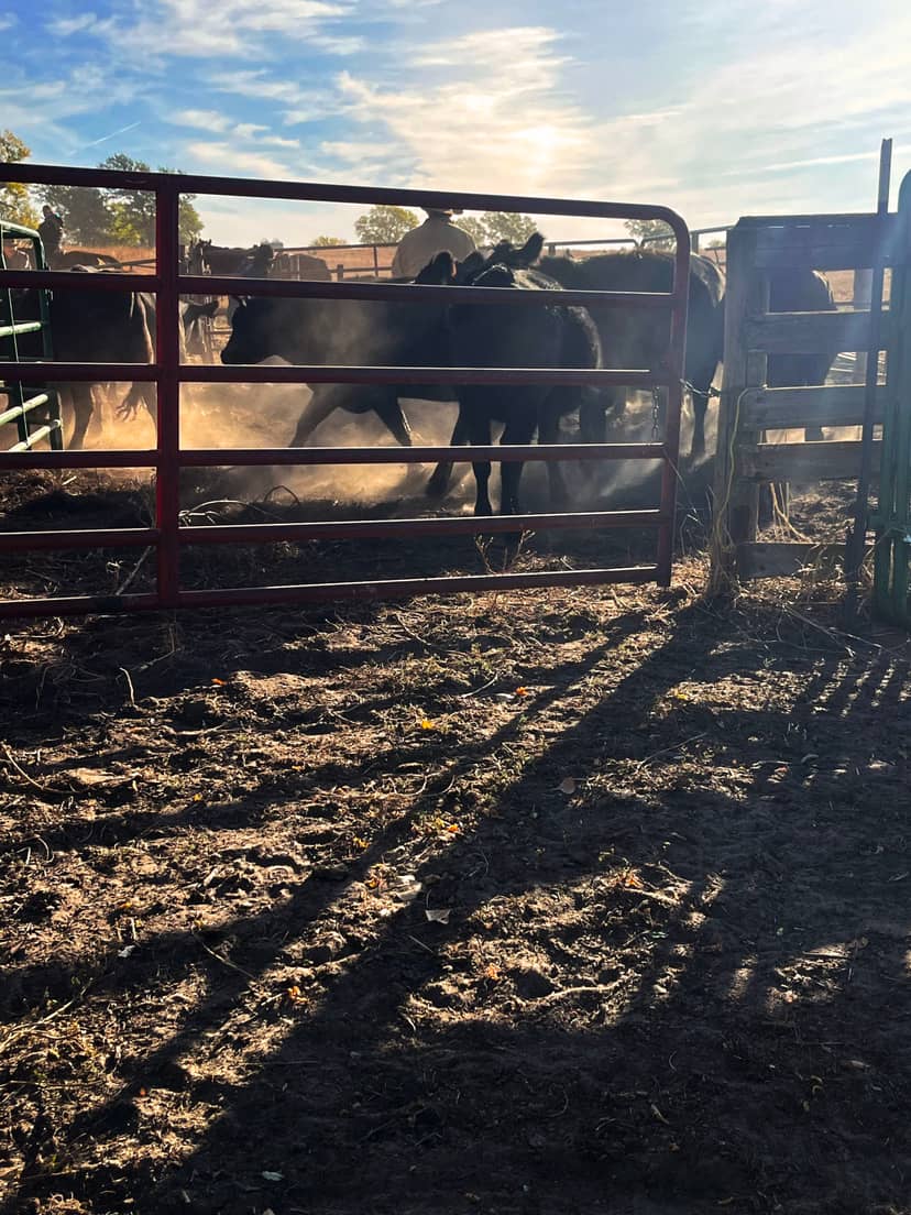 Cattle crowd behind a red gate, kicking up dust in low sunlight.