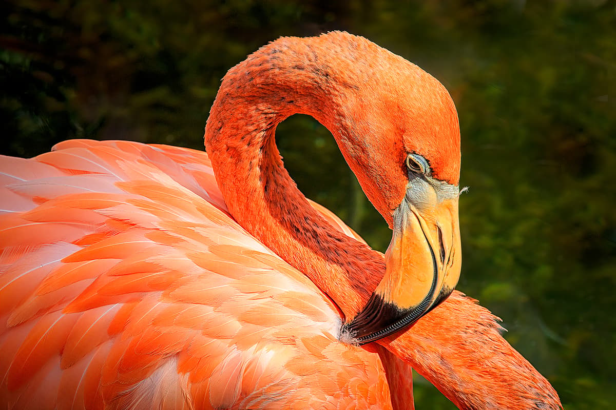 Flamingo
