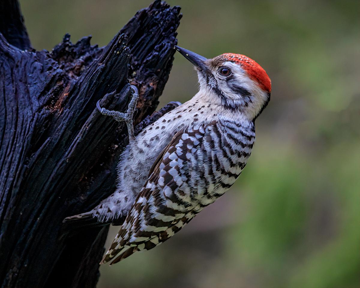 Woodpecker